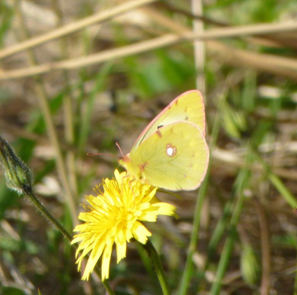 Colias crocea forma helice?